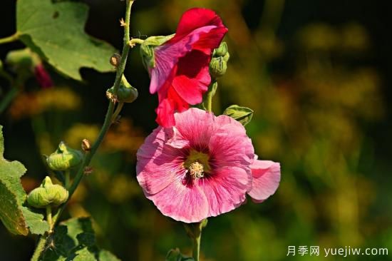 中国本土40个花卉品种介绍，我国是世界花园之母(图19)