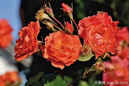中国本土40个花卉品种介绍，我国是世界花园之母(图23)