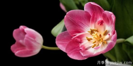 中国本土40个花卉品种介绍，我国是世界花园之母(图24)