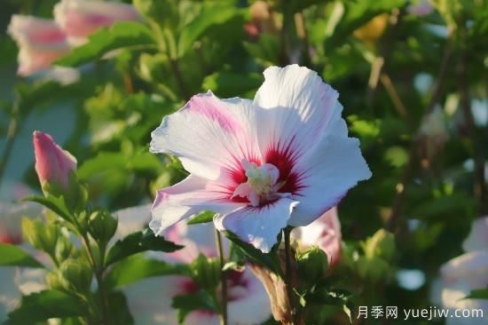 中国本土40个花卉品种介绍，我国是世界花园之母(图25)