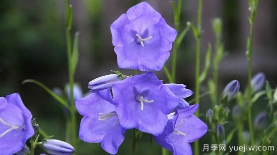 中国本土40个花卉品种介绍，我国是世界花园之母(图27)