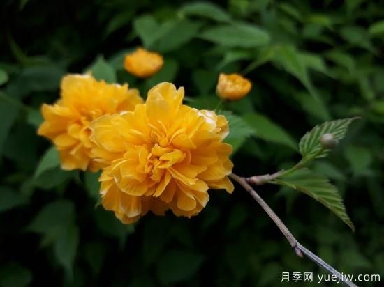 中国本土40个花卉品种介绍，我国是世界花园之母(图31)