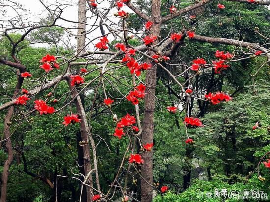 花城看花都看什么花？了解广州常见花木，让你成为懂花的赏花人(图3)