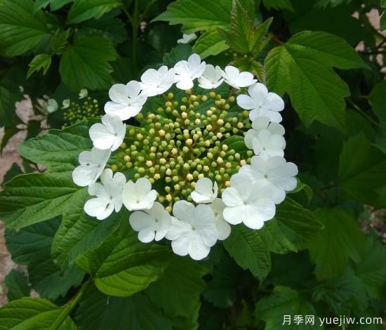 中国本土40个花卉品种介绍，我国是世界花园之母(图36)