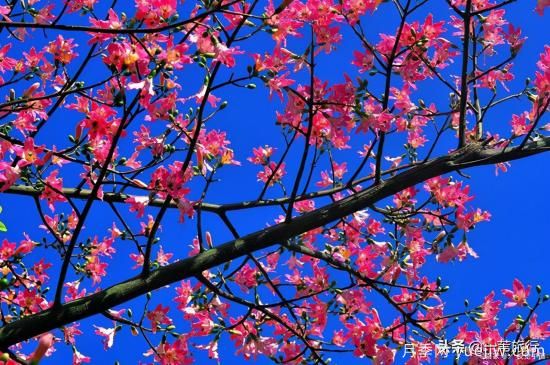 花城看花都看什么花？了解广州常见花木，让你成为懂花的赏花人(图8)