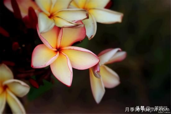 花城看花都看什么花？了解广州常见花木，让你成为懂花的赏花人(图10)