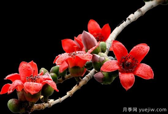 中国本土40个花卉品种介绍，我国是世界花园之母(图37)