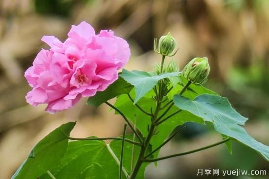 中国本土40个花卉品种介绍，我国是世界花园之母(图38)