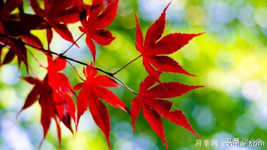 十大***有前景的彩叶苗木，可能是这几个(图3)