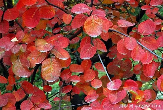 无花胜有花，这7种秋色叶树种简直美炸天(图3)