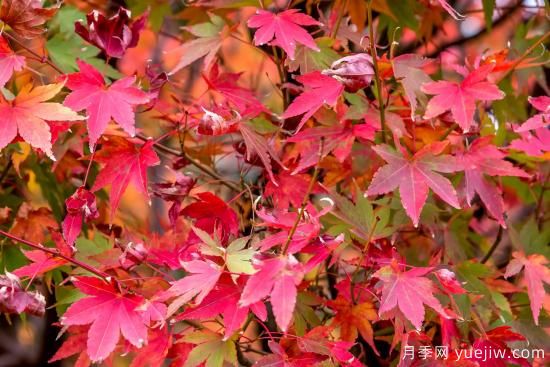 8种具有秋日风情的观赏苗木，五颜六色和花媲美(图1)