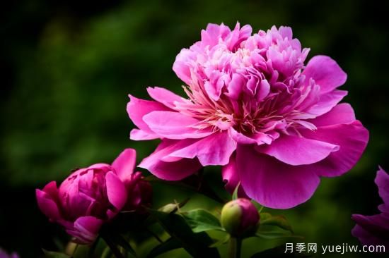 中国本土40个花卉品种介绍，我国是世界花园之母(图2)