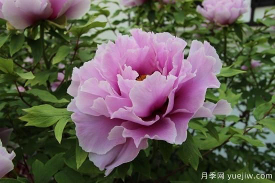 中国本土40个花卉品种介绍，我国是世界花园之母(图1)