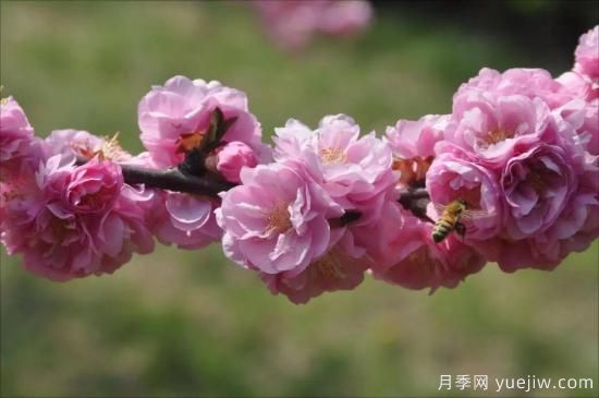 中国本土40个花卉品种介绍，我国是世界花园之母(图5)