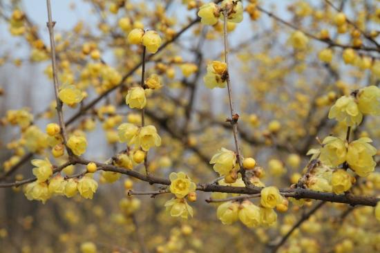 中国本土40个花卉品种介绍，我国是世界花园之母(图6)