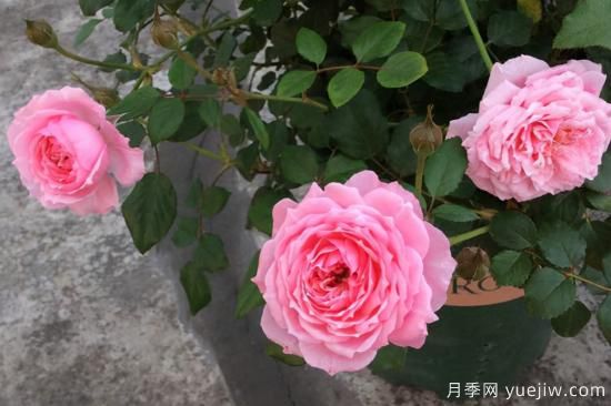 热门10种月季，开成花海开成瀑布开花不断(图7)