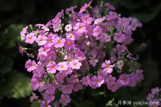 中国本土40个花卉品种介绍，我国是世界花园之母(图15)
