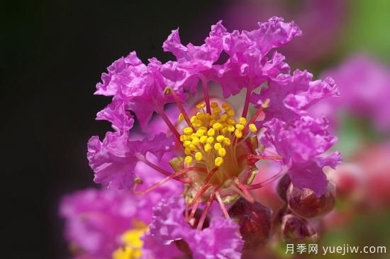 中国本土40个花卉品种介绍，我国是世界花园之母(图14)