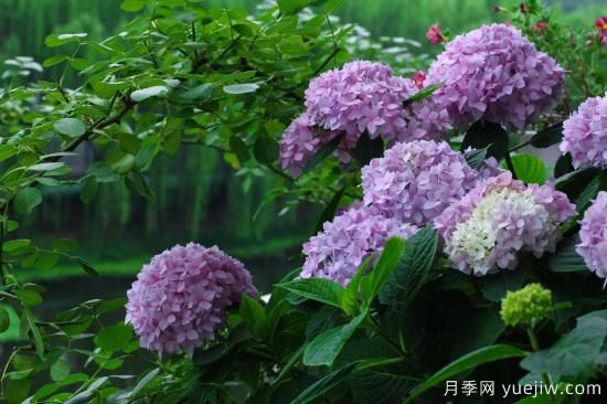 中国本土40个花卉品种介绍，我国是世界花园之母(图17)