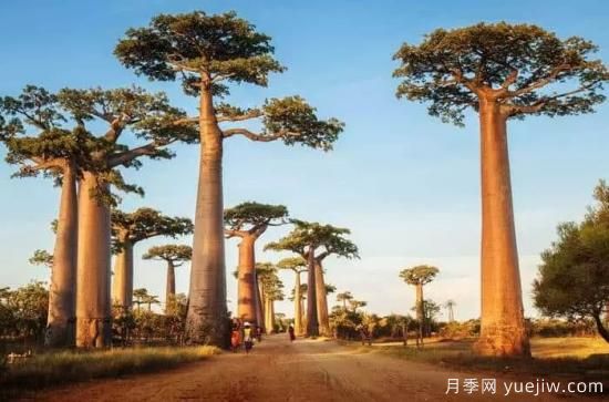 世界上***美丽的10种树(图7)