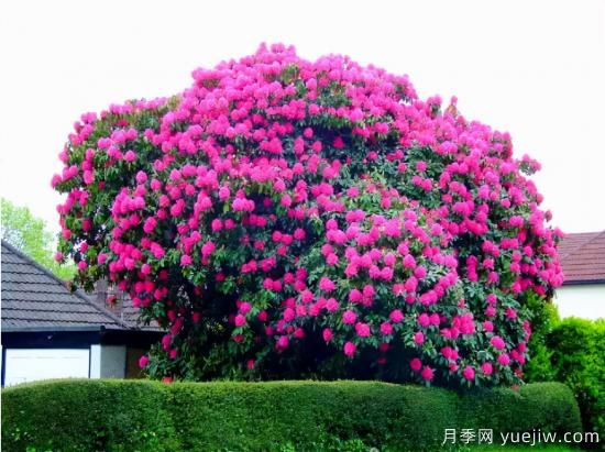 世界上最美丽的10种树(图8)