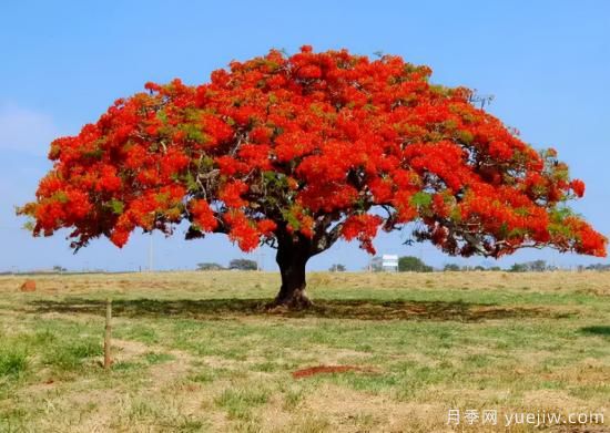 世界上最美丽的10种树(图10)