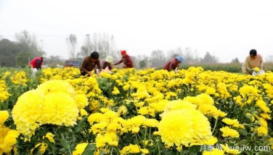 农民种植菊花，既能欣赏也能致富发家(图2)