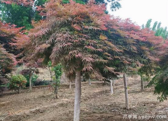 河南11月下半月热门苗木市场价格一览(图2)