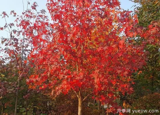 河南11月下半月热门苗木市场价格一览(图4)