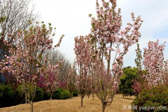 园林绿化树种海棠的品种和介绍(图2)