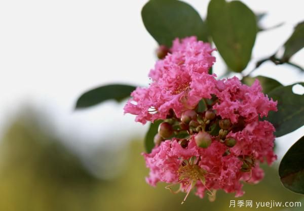 谁说花无百日红？紫薇就是与众不同(图1)