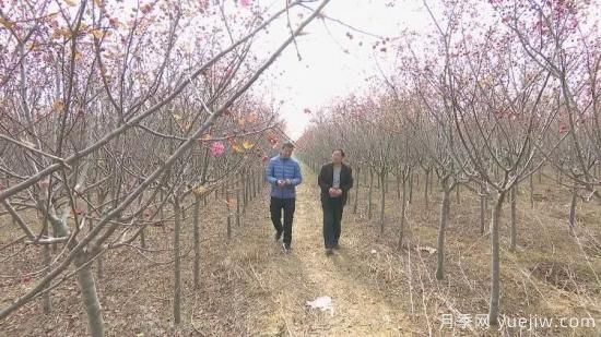 菏泽成武：千亩海棠反季节开花，逆袭深秋成一景(图2)