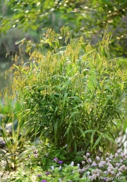 花有花镜，草有草境！这么美的观赏草你了解多少(图25)