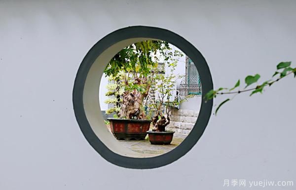 河南鄢陵：中原花木**村的美丽新图(图5)