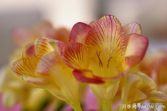 适合秋播花卉的10大品种，明年花开满阳台(图2)