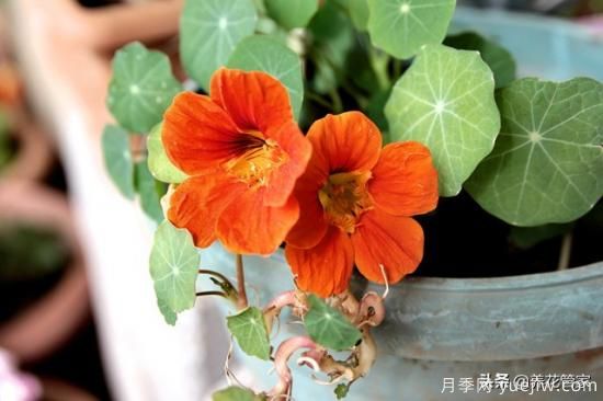 适合秋播花卉的10大品种，明年花开满阳台(图3)