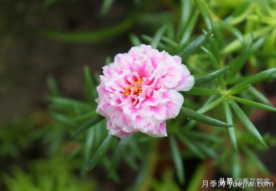 适合秋播花卉的10大品种，明年花开满阳台(图4)