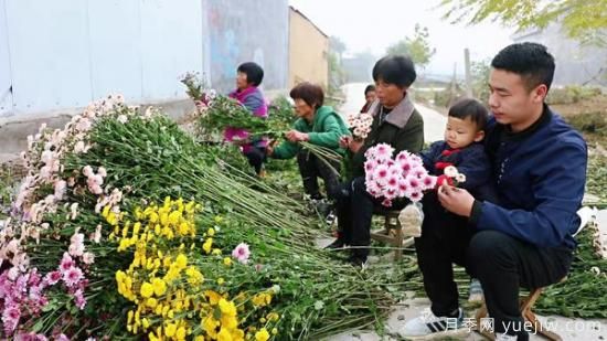 平顶山叶县：任店镇芬芳飘香扮秋色 探索花卉+乡村旅游模式(图1)