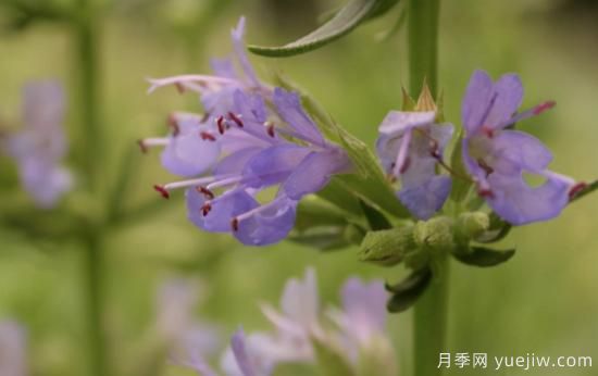 100种常见花卉的栽培大全，送给爱养花的你(图65)