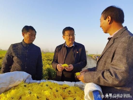 周口商水：小菊花开成乡村振兴“黄金花”(图4)