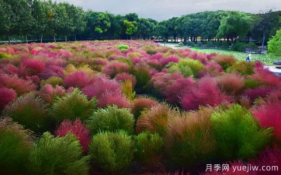 100种常见花卉的栽培大全，送给爱养花的你(图89)