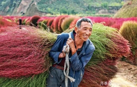 吕梁柳林：种植扫帚草 红了山富了民(图2)