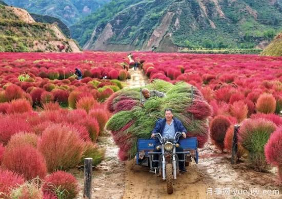 吕梁柳林：种植扫帚草 红了山富了民(图4)