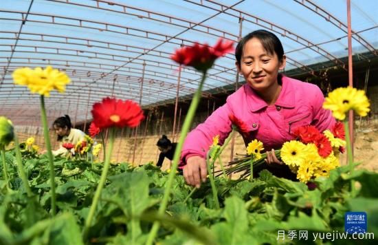 沧州献县：冬日大棚鲜花开(图1)