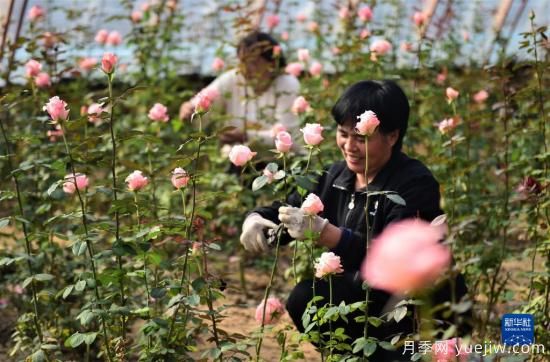 沧州献县：冬日大棚鲜花开(图2)