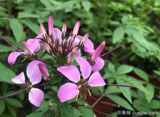 需求量大的花镜植物，极具艺术感(图3)