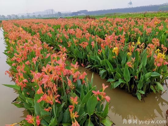 需求量大的花镜植物，极具艺术感(图4)