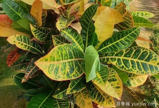 需求量大的花镜植物，极具艺术感(图6)
