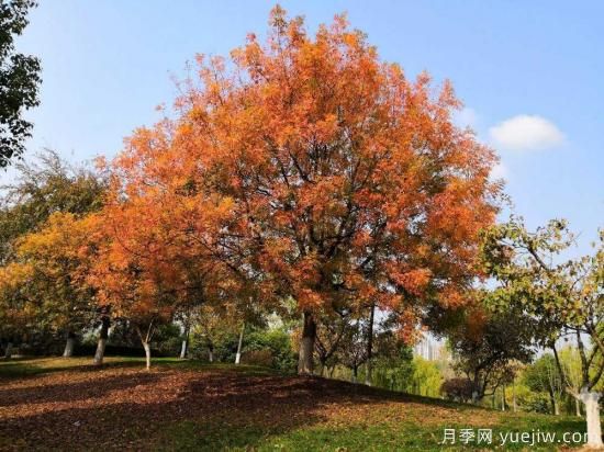 黄连木适合什么地区种植，北方可以种植吗？(图1)