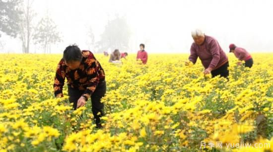 商丘睢县：金丝皇菊采摘忙 群众花中喜丰收(图3)